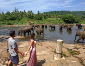 Peacock Village Pinnawala - Offer Alert! Elephant Welfare Program